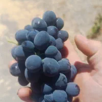 انگور سیاه کردستان(شاهینی)|خوردنی و آشامیدنی|تهران, میدان میوه و تره‌بار مرکزی|دیوار
