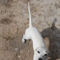 سگ بوجی چال