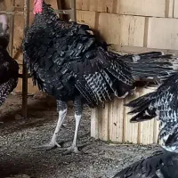 بوقلمون در حیوانات مزرعه