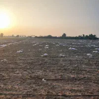 اجاره سه هکتار زمین کشاورزی با امتیاز آب چاه