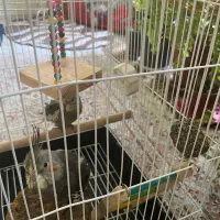 یه جفت عروس هلندی وطوطی ملنگوبه شرط سالم بودن