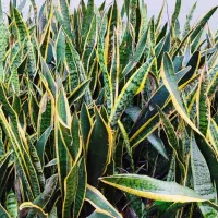 گلهای آپارتمانی/حراج