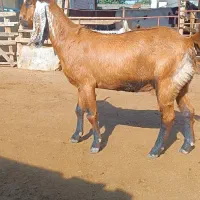 فروش بز|حیوانات مزرعه|سیمین شهر, |دیوار