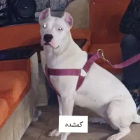 گمشده
