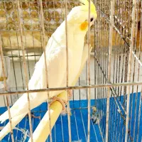 عروس هلندی|پرنده|مهدی شهر, |دیوار