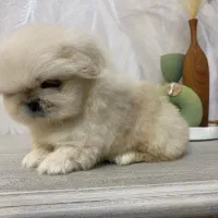 پکینیز امپریال سفید سایز ریز|سگ|رشت, لاکانی|دیوار