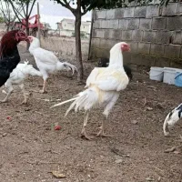 مرغ و خروس لاری اصیل