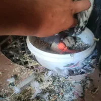هر نوع کفتر پرشتی همه باهم
