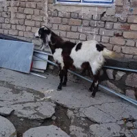 بزغاله پاکستانی|حیوانات مزرعه|کرمانشاه, |دیوار