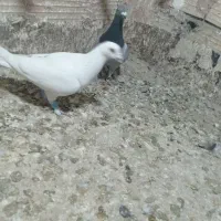 کفتر گرفتنی