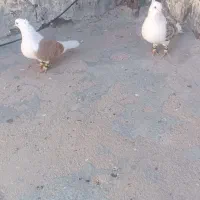 کفتر پشت زرد