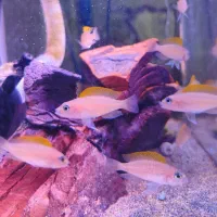 ماهی تانگانیکا پانک