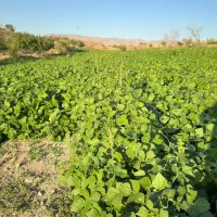 اجاره زمین کشاورزی  ابی|اجارهٔ کوتاه‌مدت ویلا و باغ|زنجان, |دیوار