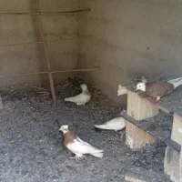 کبوتر اصل لارستان