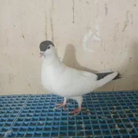 کفتر افغانی|پرنده|پاکدشت, حصار امیر|دیوار