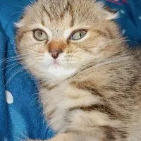 تخفیف ویژه برای واگذاری گربه اسکاتیش