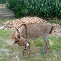خرگوسفندی