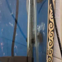 لوازم آکواریوم تکمیل|ماهی|پاکدشت, پاکدشت (مامازند)|دیوار