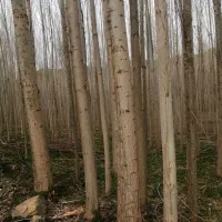 فروش درخت پالت صنوبر قطر 30 به بالا بهترین کیفیت