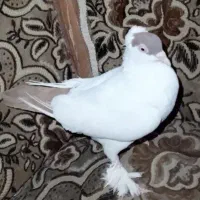 کبوتر زینتی