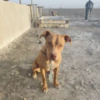 سگ پیت بول تریر|سگ|آباده, |دیوار