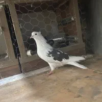 چندعددکبوترتکپر|پرنده|سرخنکلاته, |دیوار