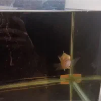 ماهی پیکاک باس کلبری|ماهی|یزد, |دیوار