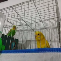 5عدد مرغ عشق