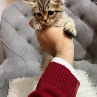 واگذاری گربه اسکاتیش انفولد دختر