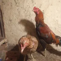 تخم مرغ نطفه دار اصل لاری|حیوانات مزرعه|تبریز, |دیوار