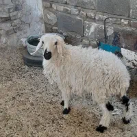 بره و بزغاله