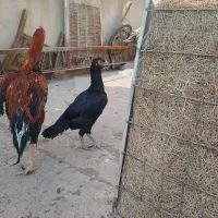 مرغ و خروس لاری