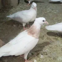 کبوترجوجه طوقی