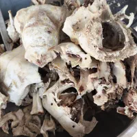 فروش استخوان کله پاچه