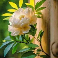 استخدام پرستار