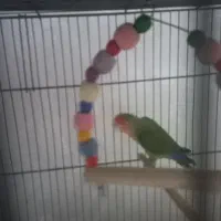 طوطی برزیلی|پرنده|نظرآباد, مصطفی آباد|دیوار