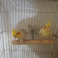 یک جفت عروس هلندی کار|پرنده|زابل, |دیوار