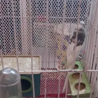 مرغ عشق نر آواز خوان|پرنده|لاهیجان, فیاض|دیوار