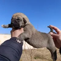 واگذاری سرابی