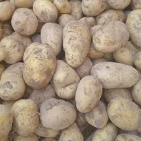 سیب زمینی بامبادرشت قالب