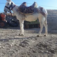 خر الاغ نر گوسفند ی|حیوانات مزرعه|تیکمه داش, |دیوار