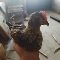 جوجه گلین لری