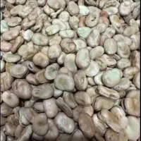 فروش باقلا