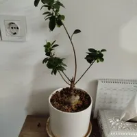 گل و گیاه طبیعی