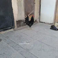 خروس جوان گلین|حیوانات مزرعه|شهریار, کهنز|دیوار