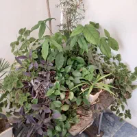 گل فروشی|گل و گیاه طبیعی|ایوان, |دیوار