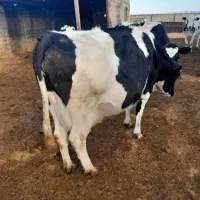 گاو آبستن|حیوانات مزرعه|تربت جام, میان جام|دیوار