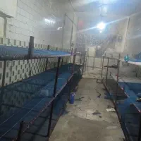 قفسه های قارچ