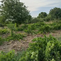 باغ میوه و انگور|فروش زمین و ملک کلنگی|خرمدره, |دیوار