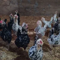 جوجه گلین لری کیفیت بالا وتخم نطفه دار|حیوانات مزرعه|تهران, بازار|دیوار